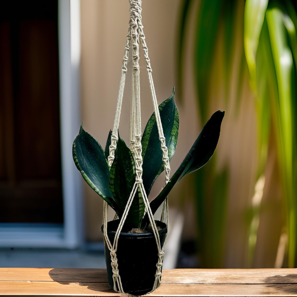 Plant Hanger - Single Pot